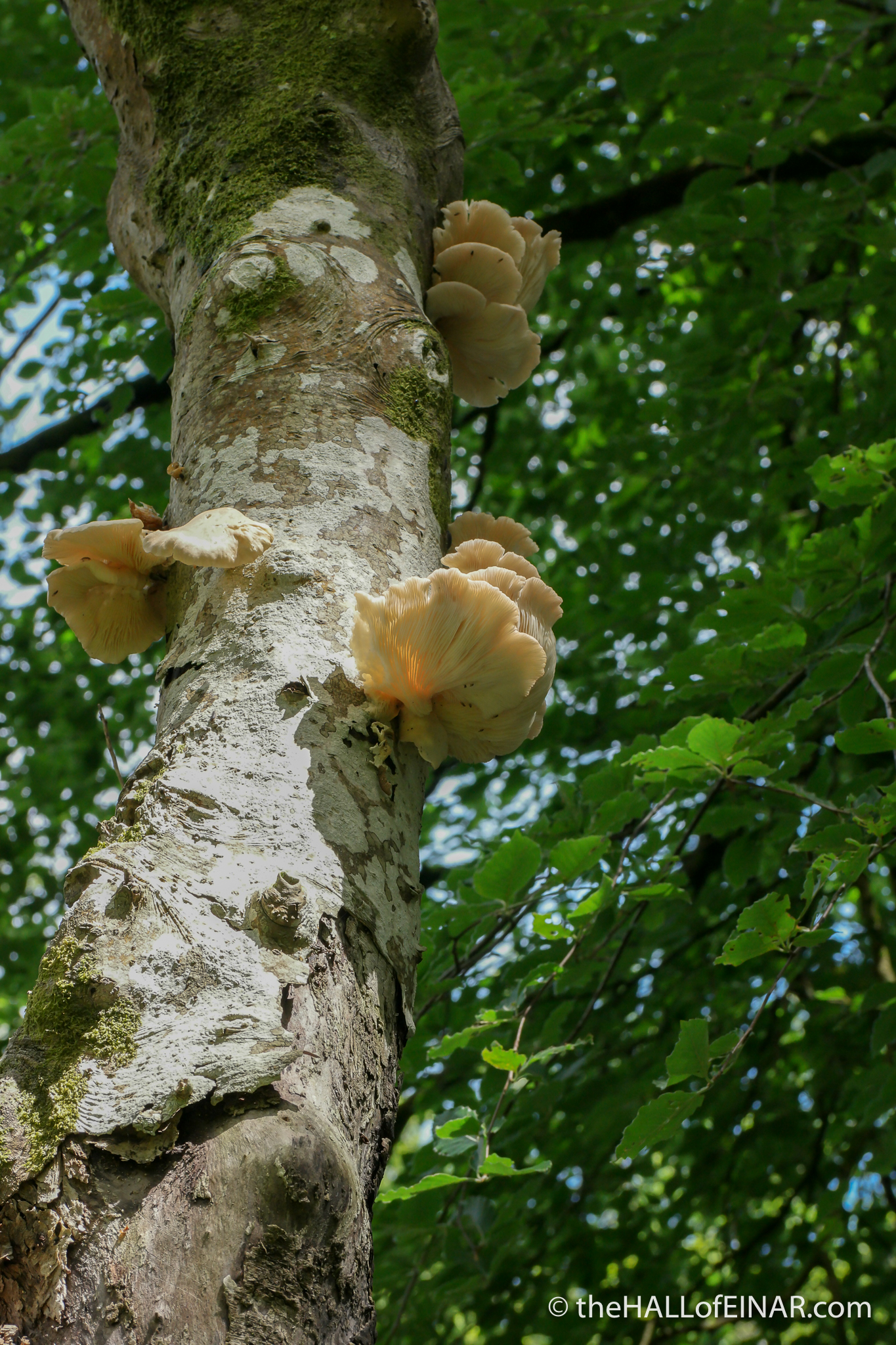 Oysters Growing On A Tree at Barbara McKee blog