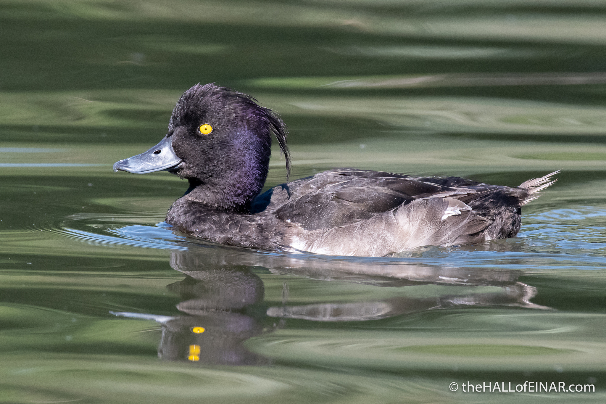 Tufted Duck - The Regent's Park - The Hall of Einar - photograph (c) David Bailey (not the)