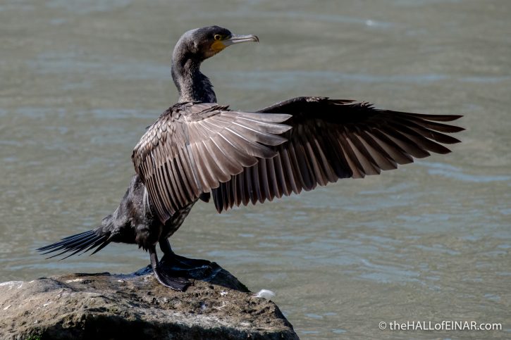 Cormorant on the Tevere - The Hall of Einar - photograph (c) David Bailey (not the)