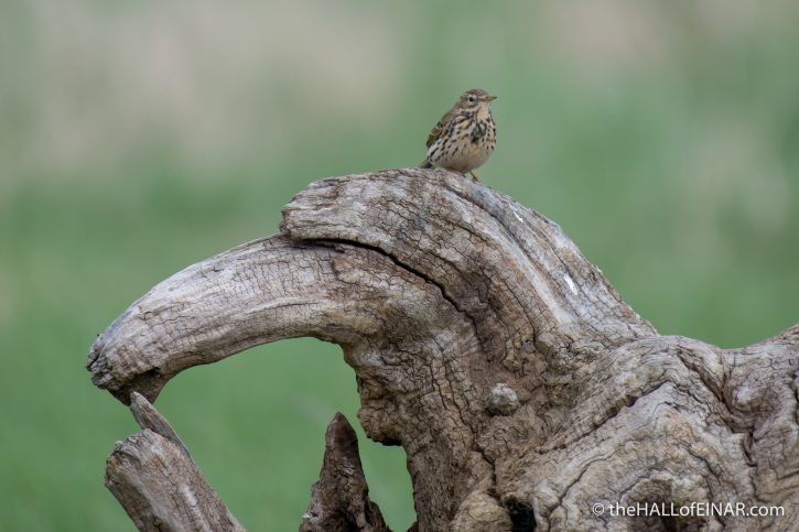 Meadow Pipit - Aust - The Hall of Einar - photograph (c) David Bailey (not the)