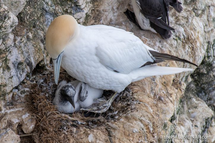 Gannet with chick - Bempton - The Hall of Einar - photograph (c) David Bailey (not the)