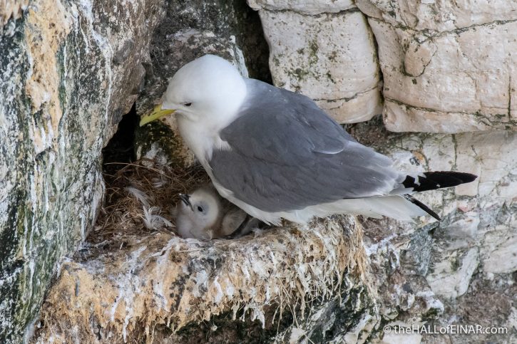 Kittiwake with chick - Bempton - The Hall of Einar - photograph (c) David Bailey (not the)