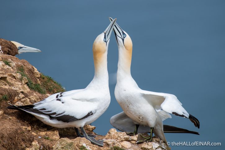Displaying Gannets - Bempton - The Hall of Einar - photograph (c) David Bailey (not the)