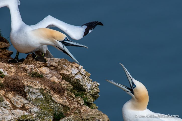 Gannets fighting at Bempton - The Hall of Einar - photograph (c) David Bailey (not the)