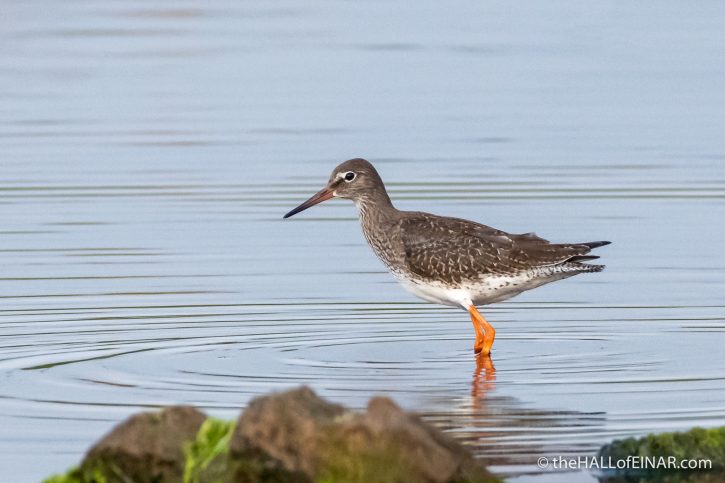 Redshank at the Peedie Sea - The Hall of Einar - photograph (c) David Bailey (not the)