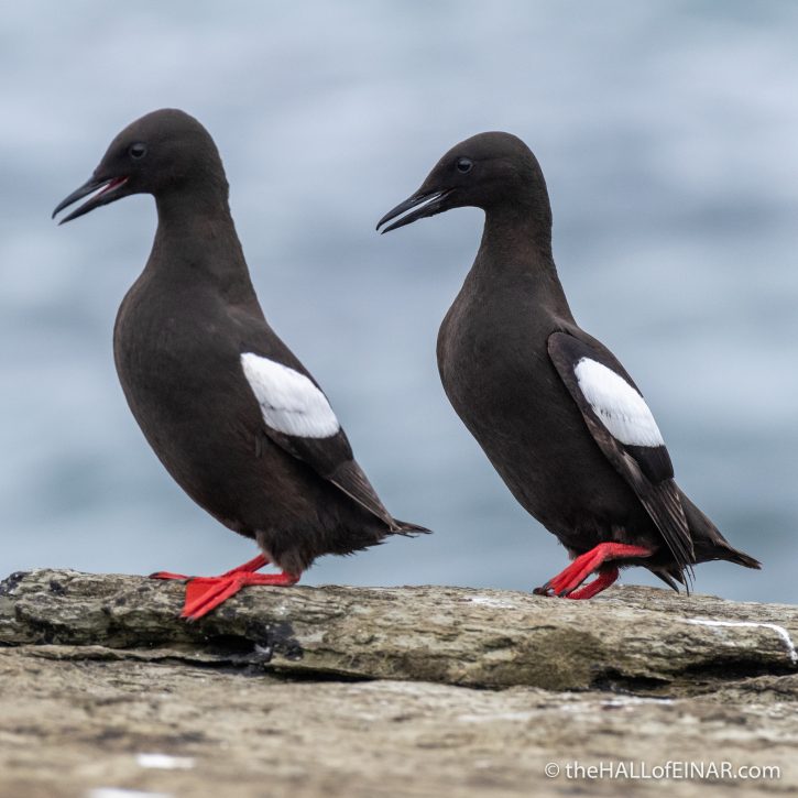 Black Guillemots - The Hall of Einar - photograph (c) David Bailey (not the)