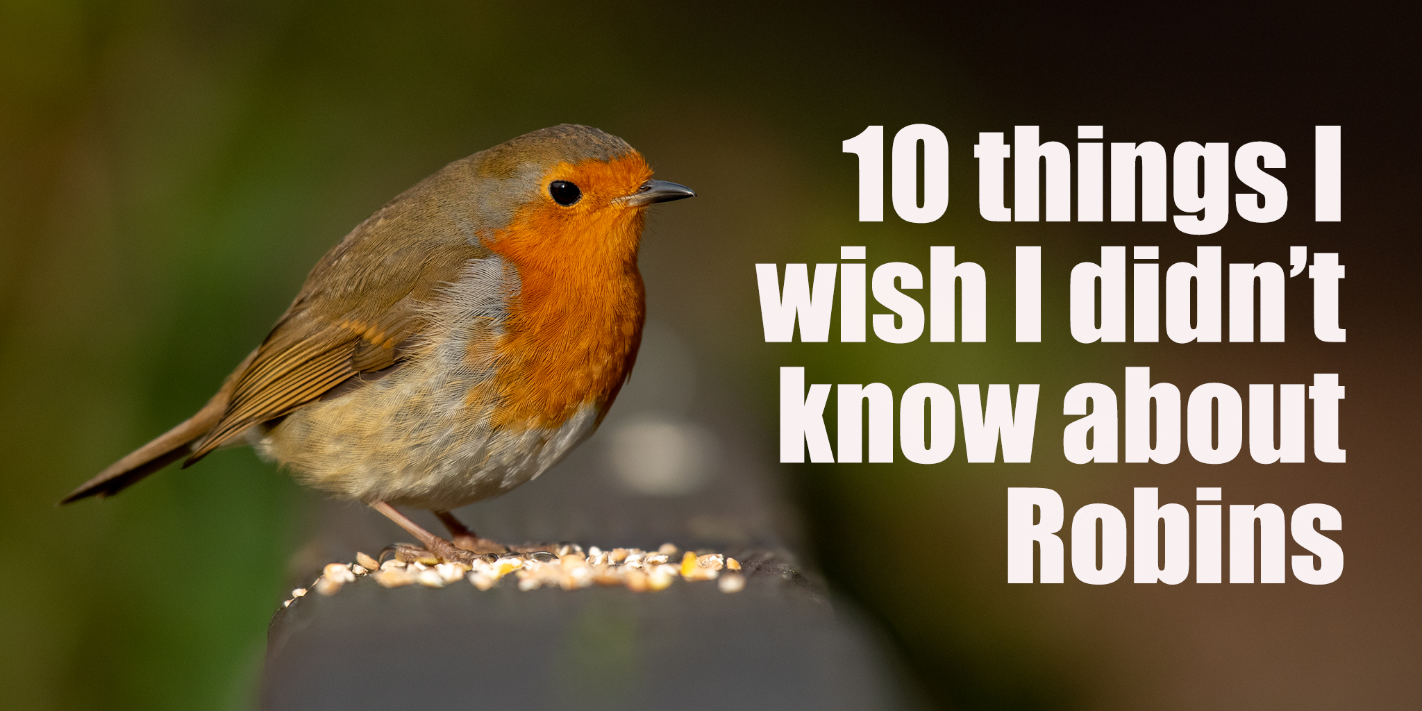 10 things I wish I didn’t know about Robins the HALL of EINAR
