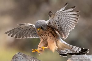 Canary Islands Kestrel - Gran Canaria - The Hall of Einar - photograph (c) David Bailey (not the)