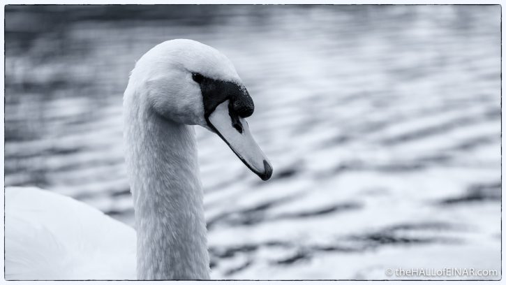 Mute Swan - The Hall of Einar - photograph (c) David Bailey (not the)