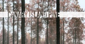 Canary Island Pine, Gran Canaria - The Hall of Einar