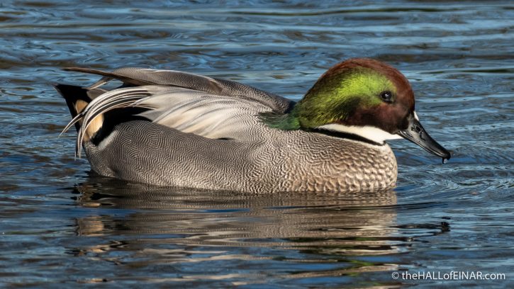 Falcated Duck - The Hall of Einar - photograph (c) David Bailey (not the)