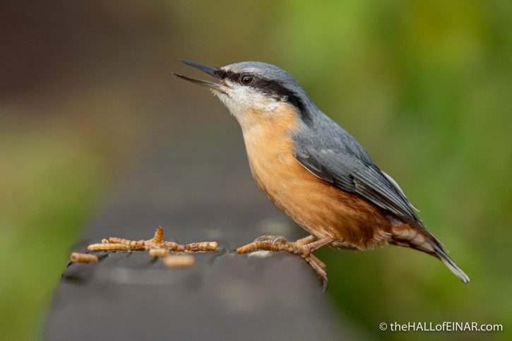Nuthatch at Stover - The Hall of Einar - photograph (c) David Bailey (not the)