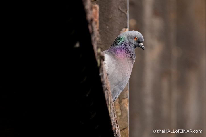 Feral Pigeon - The Hall of Einar - photograph (c) David Bailey (not the)