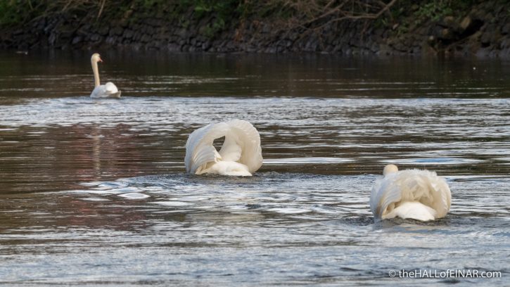 Mute Swans - The Hall of Einar - photograph (c) David Bailey (not the)