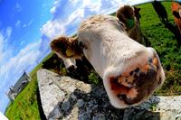 Curiosity Cow