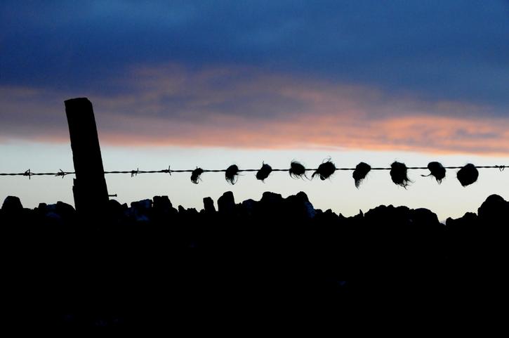 Hair on the Wire Hair on the Wire