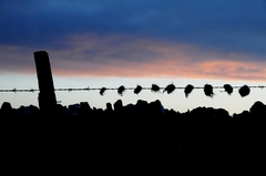 Hair on the Wire