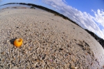 Periwinkle on the Beach