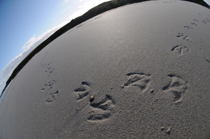 Footprints on the Beaches