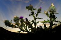 Thistles