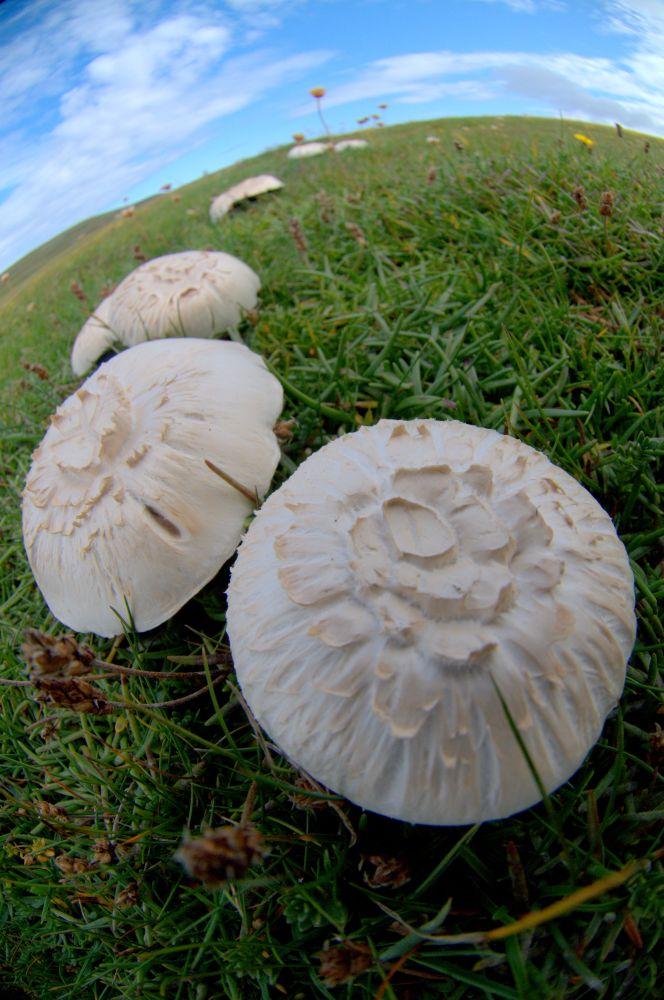Mushroom Magic Mushroom Magic