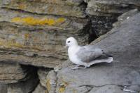 Seabird City Seabird City