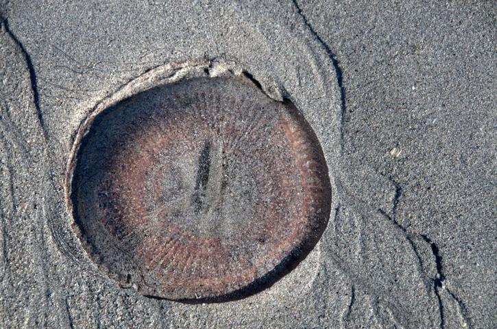 The Day of the Jellyfish