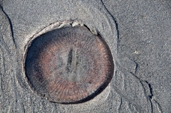 The Day of the Jellyfish