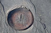 The Day of the Jellyfish
