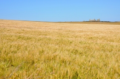 Cereals and Sunshine