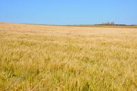 Cereals and Sunshine