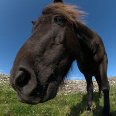 Krummi