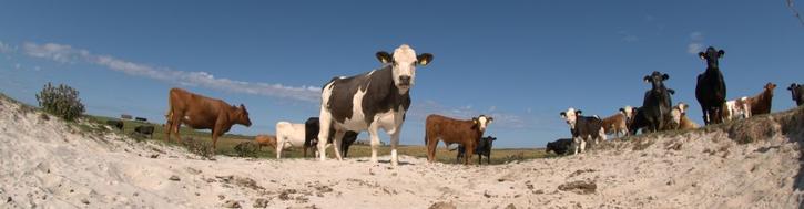 Cattle Panorama