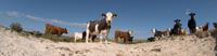 Cattle Panorama