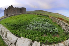 Vegetables at Noltland