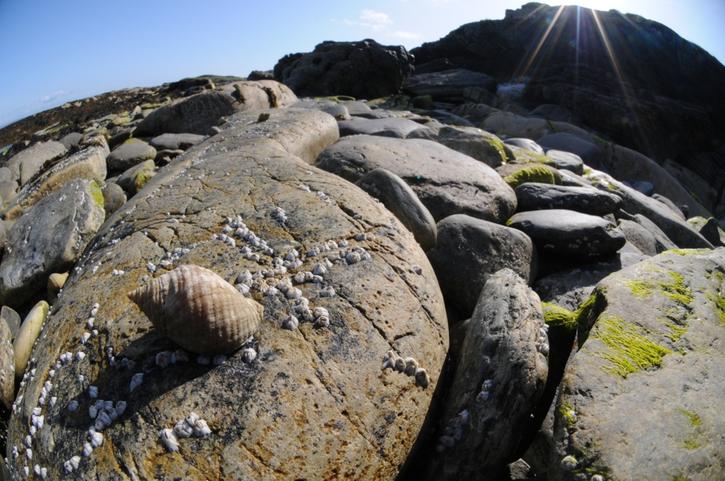 Dog Whelk Dog Whelk