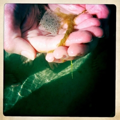 Flatfish on Feet
