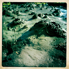 The Sands of Woo