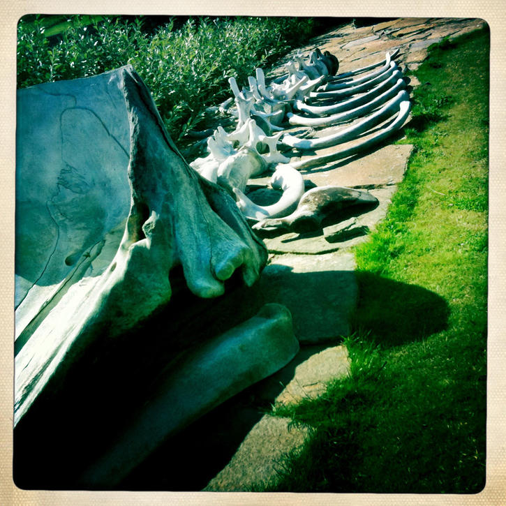 Weather and wildlife strip the carcase clean Weather and wildlife strip the carcase clean