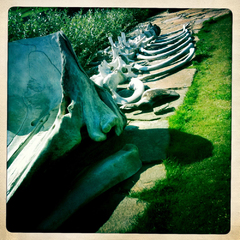 Weather and wildlife strip the carcase clean