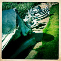 Weather and wildlife strip the carcase clean Weather and wildlife strip the carcase clean