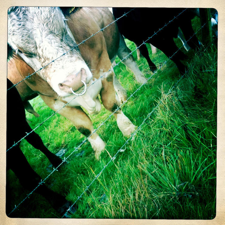 Bulls
