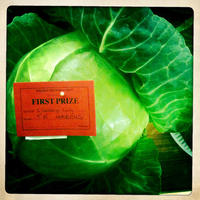 Competition Cabbage