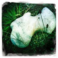 Driftwood and whalebone Driftwood and whalebone