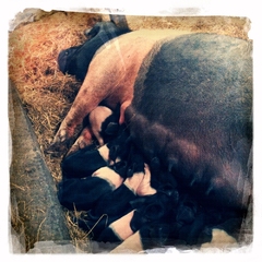 Nine and a half pigs