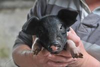 It's fast, it squeals and it's unbearably cute