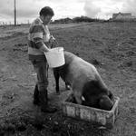 Malc tends to the pigs