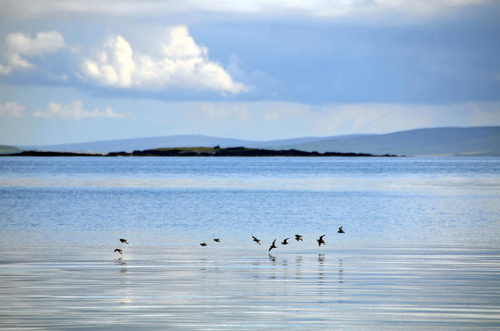 Dunlin on the Tide Line Dunlin on the Tide Line