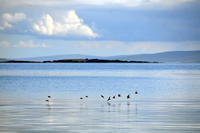 Dunlin on the Tide Line
