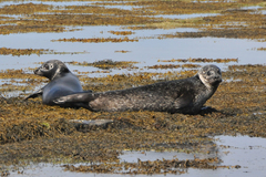 Grey Seals on a Grey Day